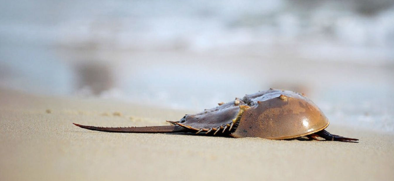 THE USE OF HORSESHOE CRAB BLOOD FOR ENDOTOXIN TESTING IN THE PHARMACEUTICAL INDUSTRY